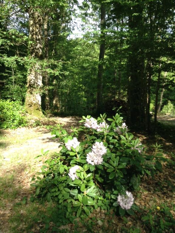 La Maison D'Ambre Villa Saint-Laurent-en-Gâtines Eksteriør bilde